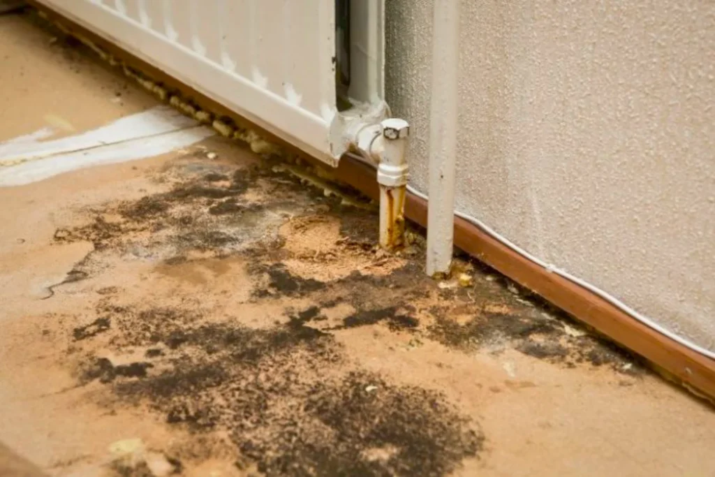 Mold Remediation-houston