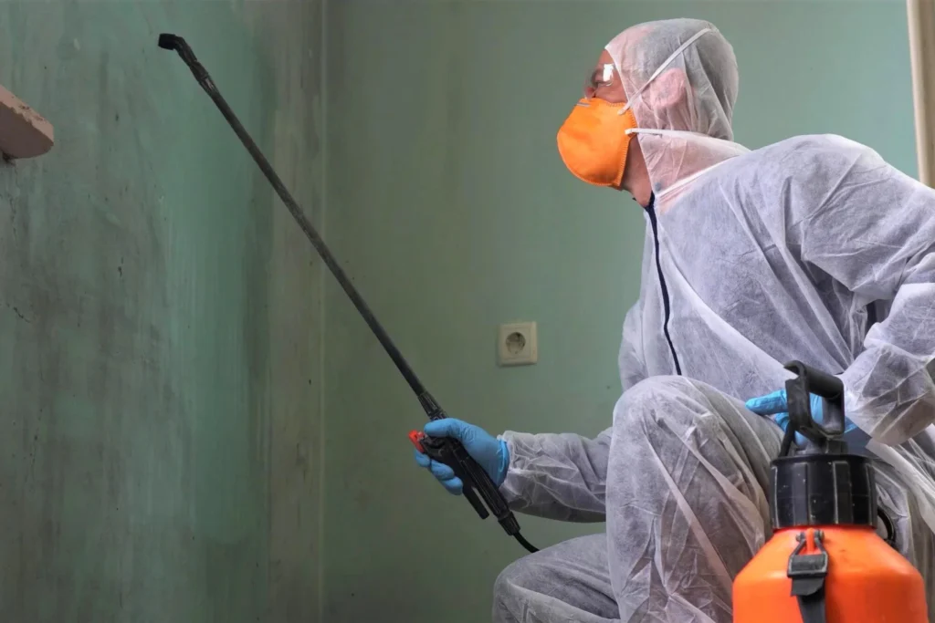 Mold Removal-houston